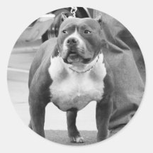 AmerikanStaffordshire Terrier Runda Klistermärken