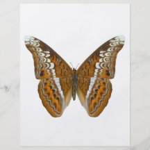 Amiralfjäril Flygblad Designs