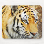 Amur tiger musmatta