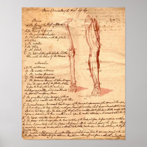 Anatomical skissa print