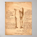 Anatomical skissa affisch