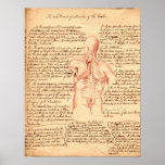 Anatomical skissa affischer