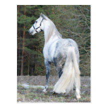 Andalusian 2 vykort