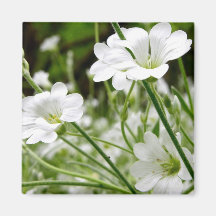 Ängblommor Kylskåps Magneter