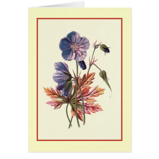 "ÄngCranesbill" botanisk illustration Hälsnings Kort