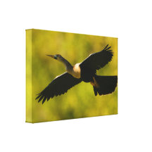 anhinga i flyg canvasdukar med gallerikvalitet