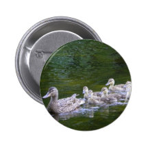 Anka med Ducklings Knapp Med Nål