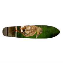 Anka på skeppsdocka skateboards