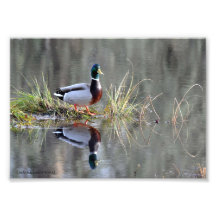 anka Relections för gräsand 5X7 Foto