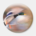 Ankajaktgräsand Magneter