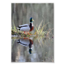 ankareflexioner för gräsand 5X7 Konstfoto