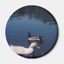 Ankor på den sjöCricketDiane konsten & fotografera Magnet För Kylskåp