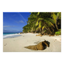 Anse Victorin strand Fotontryck