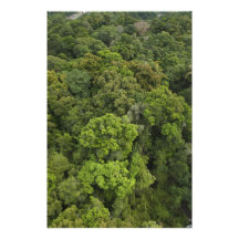 Antennen beskådar av rainforest. Iwokrama reserver Konstfoto