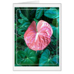 Anthurium Kort
