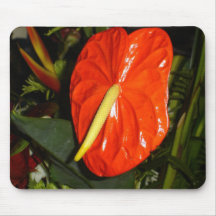 Anthurium Musmattor
