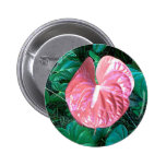 Anthurium Nål
