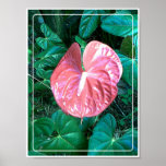 Anthurium Print