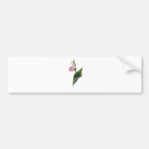 Antikt Orchidtryck Bildekaler