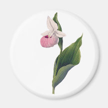 Antikt Orchidtryck Kylskåpsnagnet