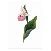 Antikt Orchidtryck Vykort