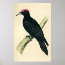 Antikt tryck av en svart hackspett posters