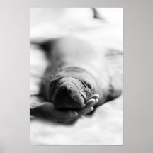 Antillean Manatee Affischer