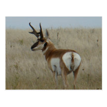Antilop för A0022 Pronghorn Vykort