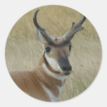 Antilopbock för A0005 Pronghorn Runda Klistermärken