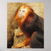 apa posters