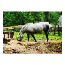 Appaloosa som äter hö inbjudningar