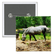 Appaloosa som äter hö nål