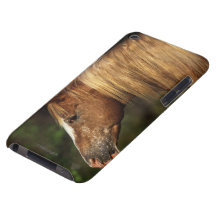 AppaloosahästHeadshot 1 iPod Touch Case