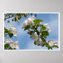 Apple blommar print