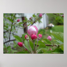Apple blommar print