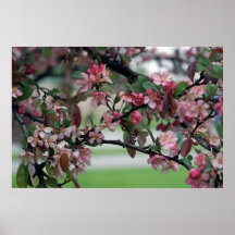 Apple blommar Time Affisch