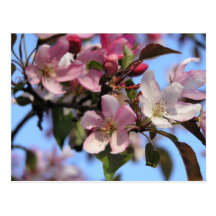 Apple blommar vykort
