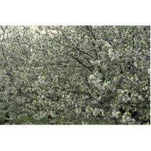 Apple blommarfoto acrylic cut out