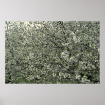 Apple blommarfoto affischer