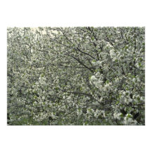 Apple blommarfoto inbjudningskort