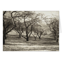 Apple fruktträdgård nr. 4 kort