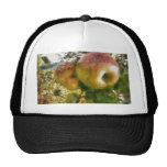 Apple Kepsar