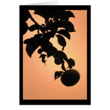 Apple solnedgång kort