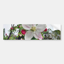 Apple träd i blommar bildekaler