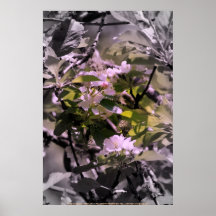äppleblommar 12 affischer