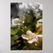 äppleblommar 7 posters