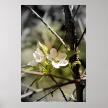 äppleblommar 8 affischer