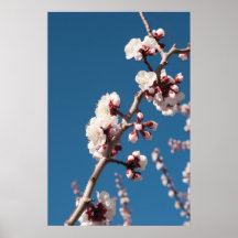 Aprikosblomningar Print