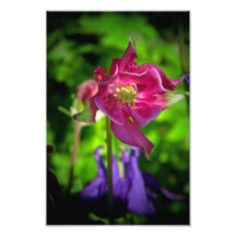 Aquilegia Foton