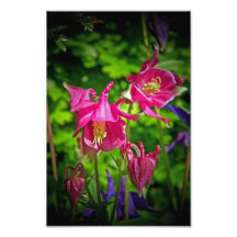 Aquilegias Fotografiskt Tryck